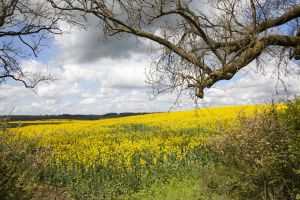 market harborough 3 sm.jpg